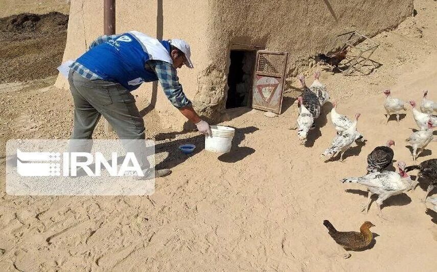 تصویر نمادین از طیور در محیط روستایی